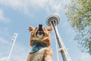 15 Dog Friendly Places in Seattle (2023)