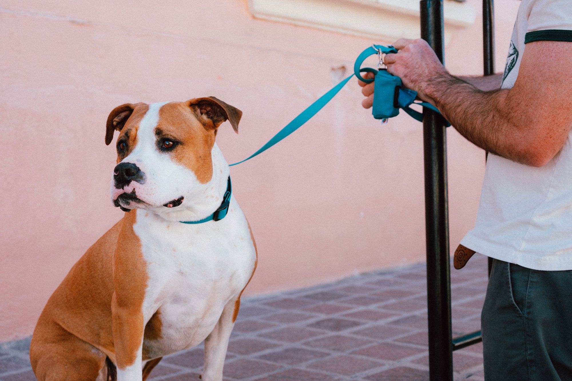 How to Prepare Your Dog For 4th of July Fireworks