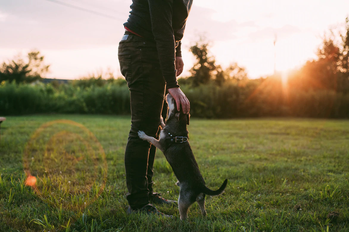 Wildebeest's Guide to Senior Dog Care