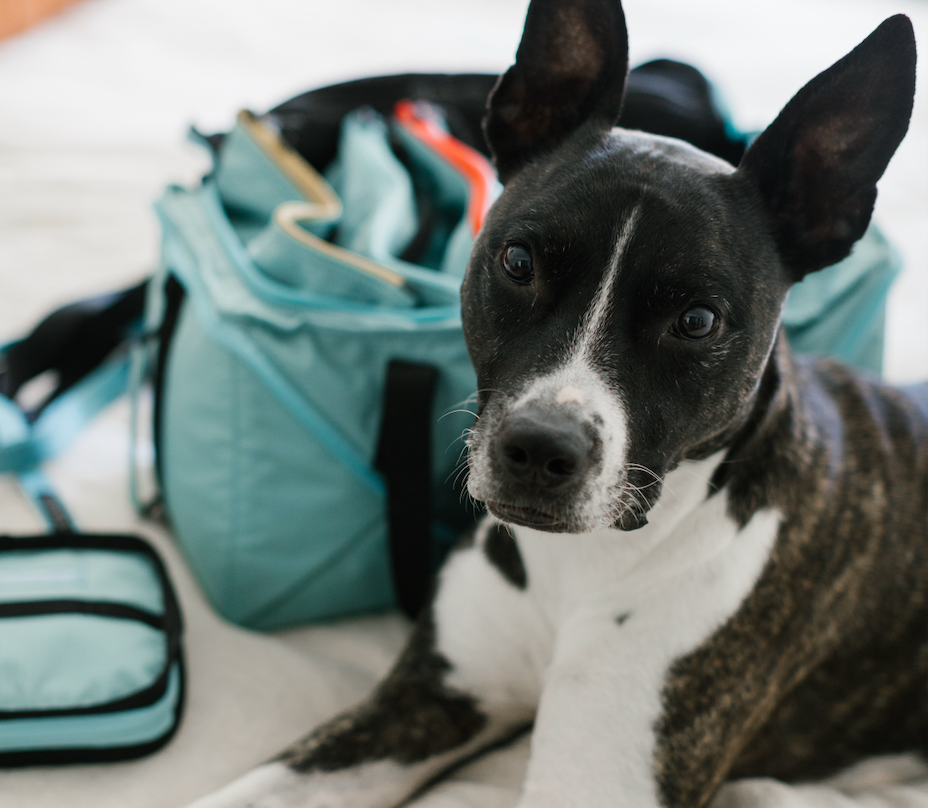Wildebeest's Guide to Pet Boarding & Sitting
