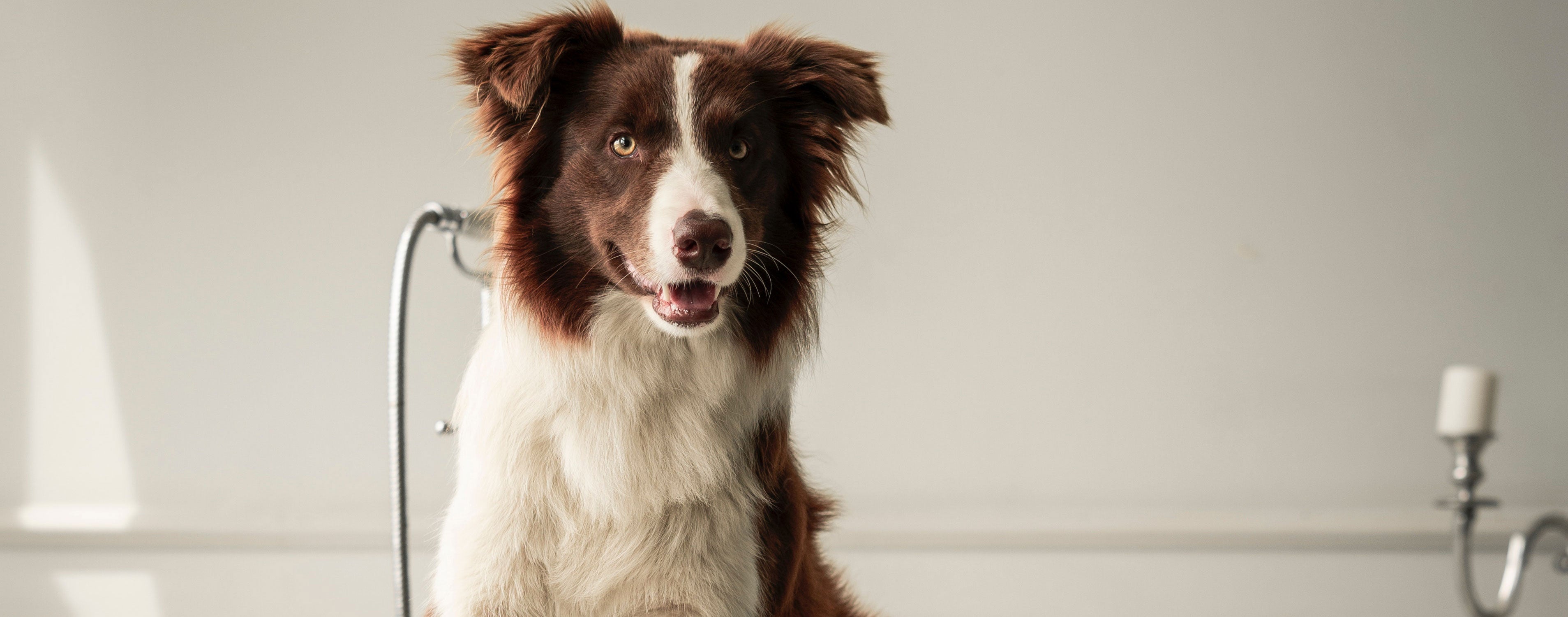 5 Dog Hygiene Tips for Healthier Living