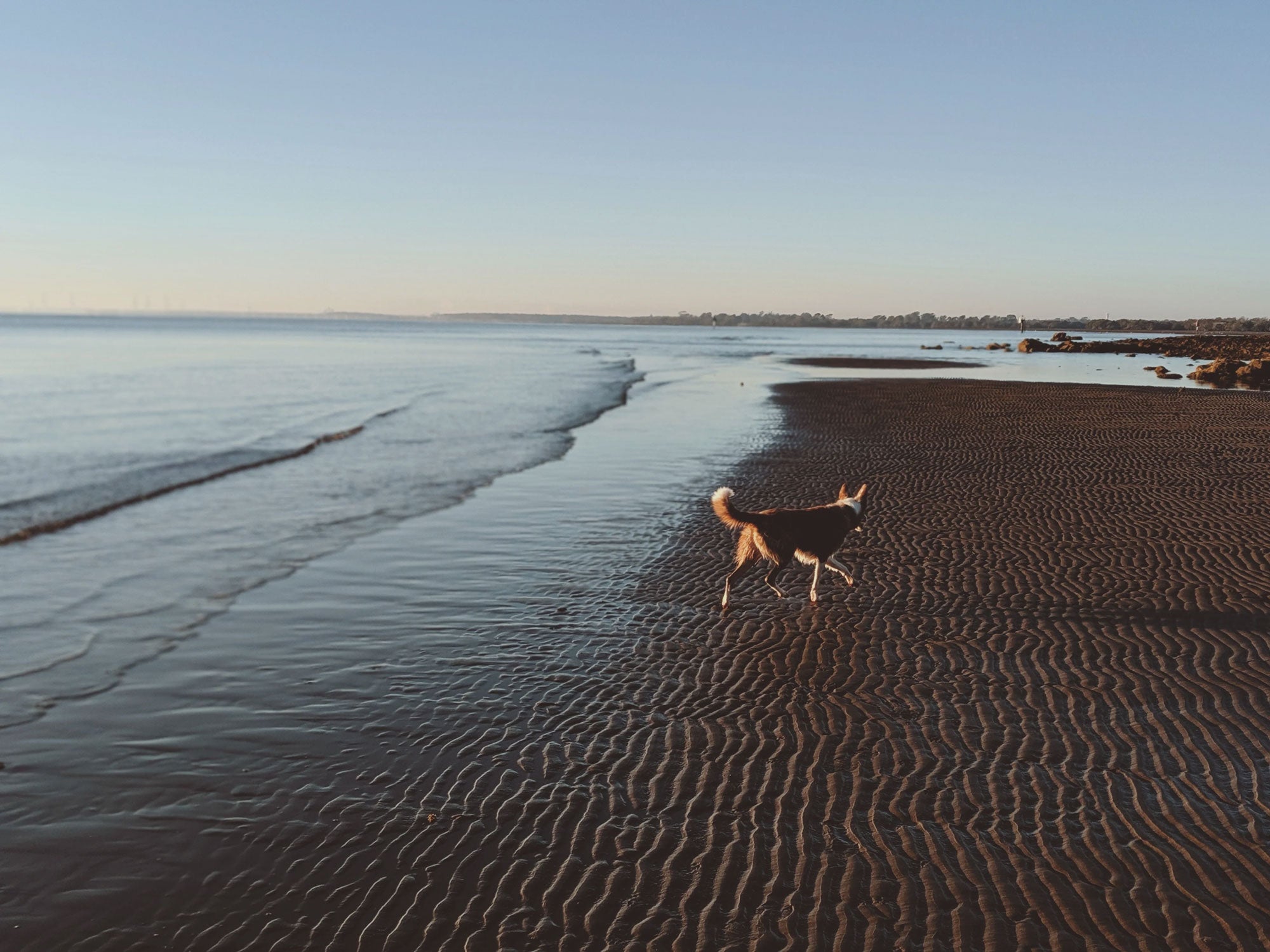 Wildebeest's Guide to Being an Earth-Friendly Pet Parent