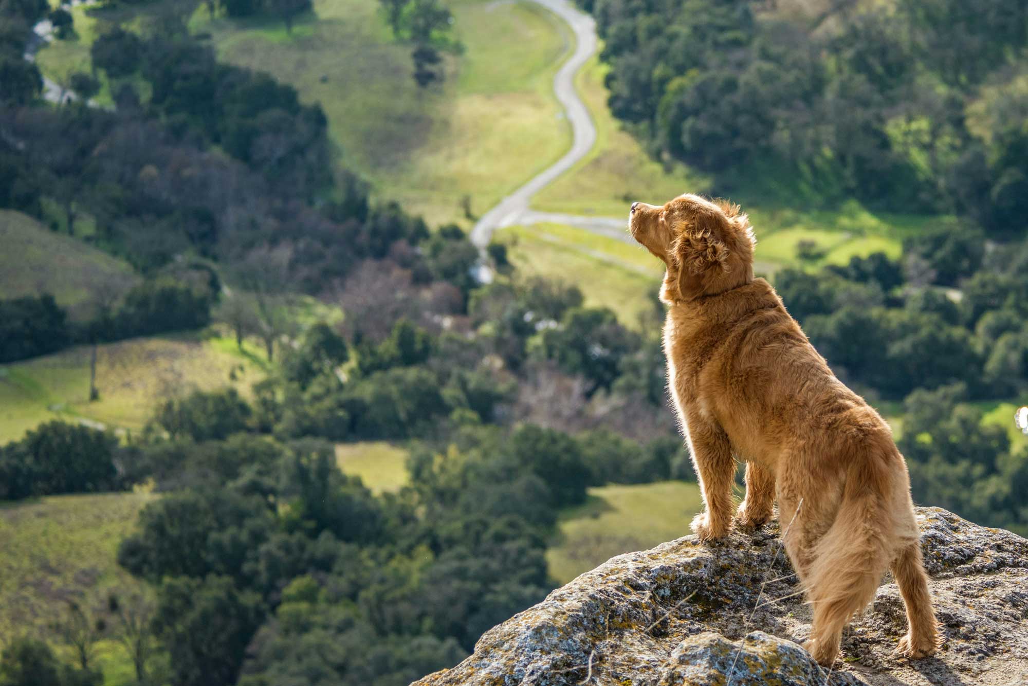 Wildebeest's Guide To Making A Dog Friendly Bucket List