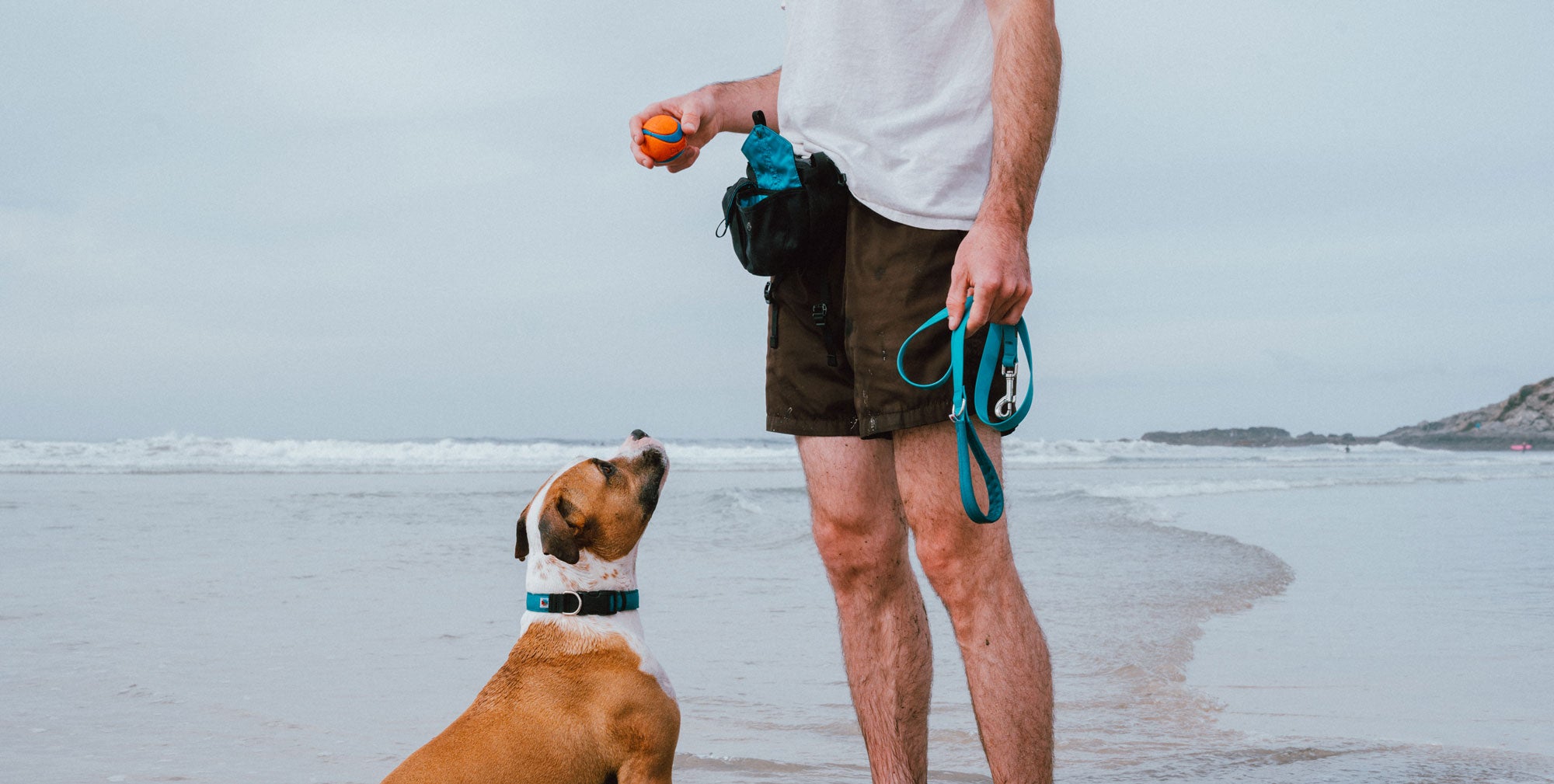 Wildebeest's Guide To Successful Dog Training
