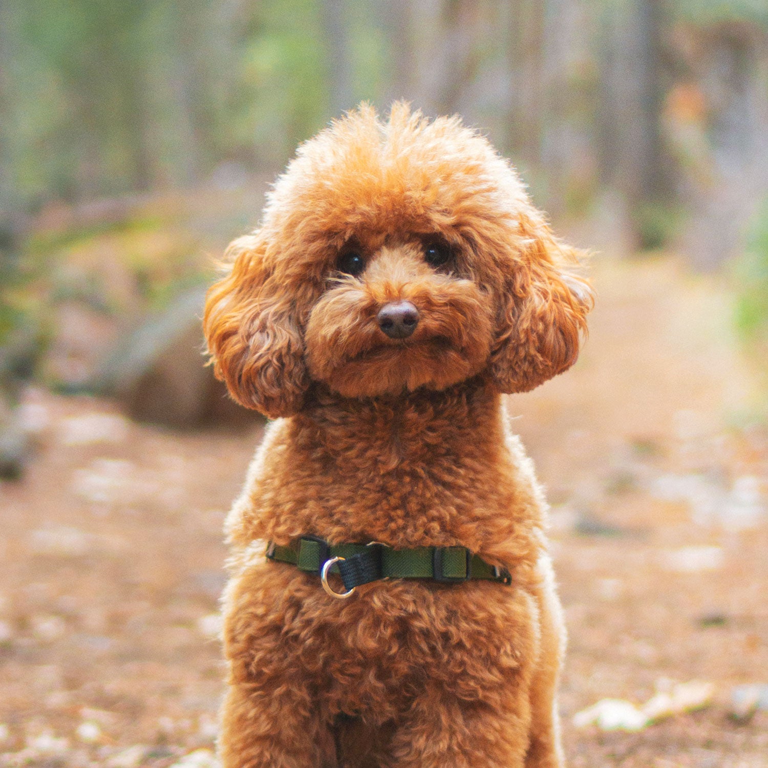 Collars & Harnesses