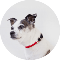 Funston Dog Collar