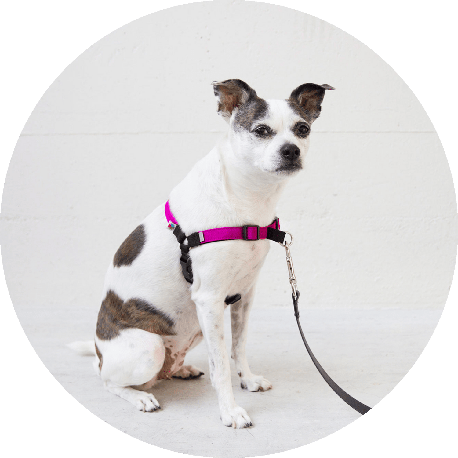 Linden No Pull Dog Harness/Color-Fuchsia