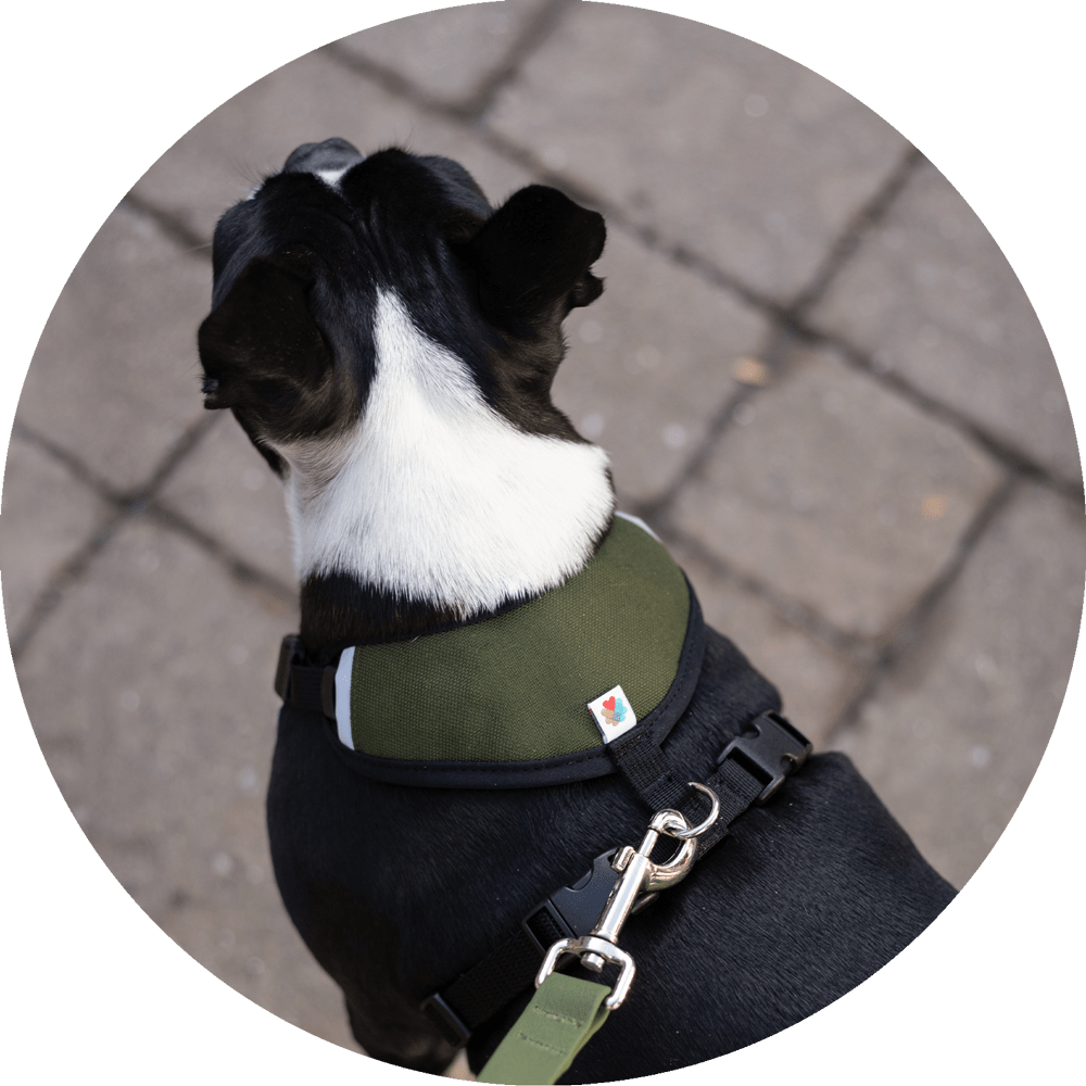 Sutro Snug Fit Dog Harness Wildebeest