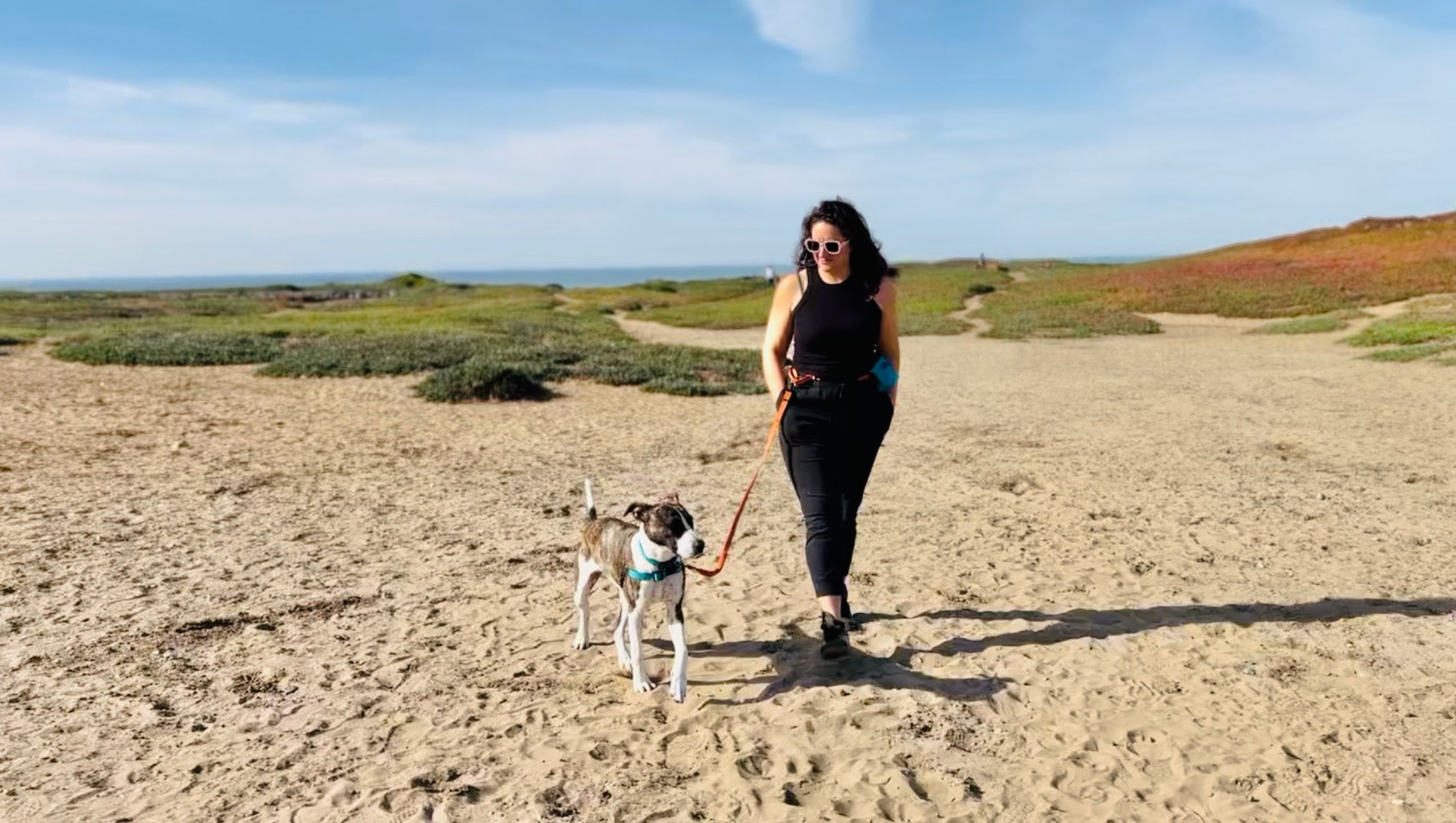 End-of-Summer Routine Reset for Your Dog