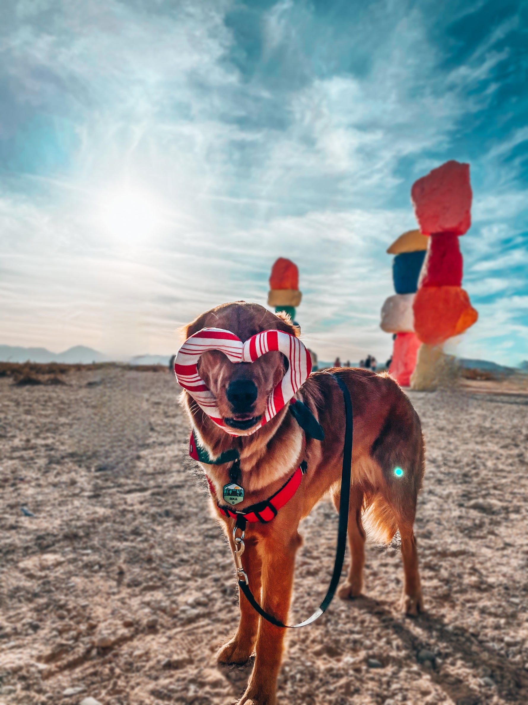 5 Ways To Make Your Pup Feel Special