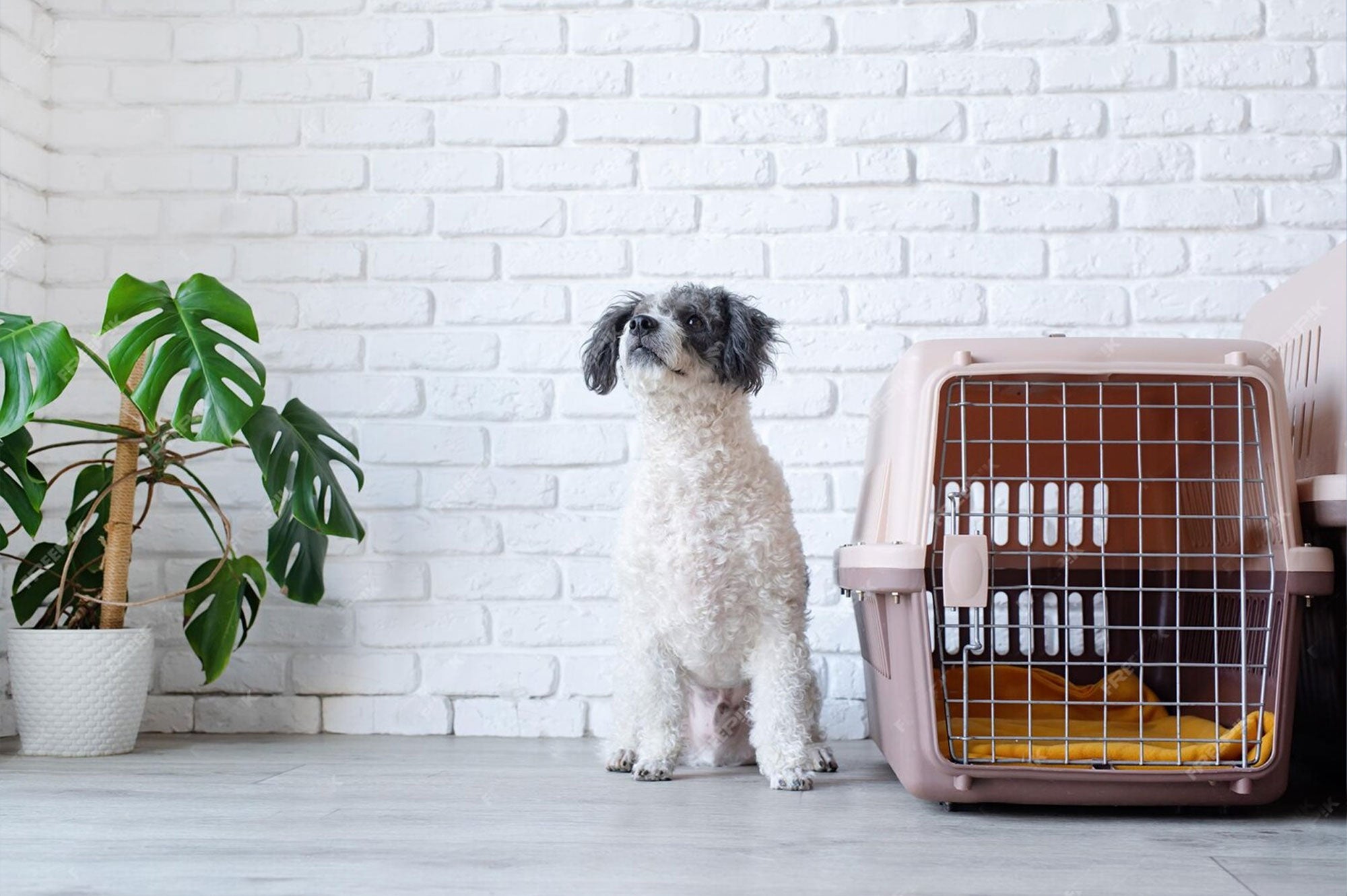 Wildebeest Guide to Crate Training Your Dog
