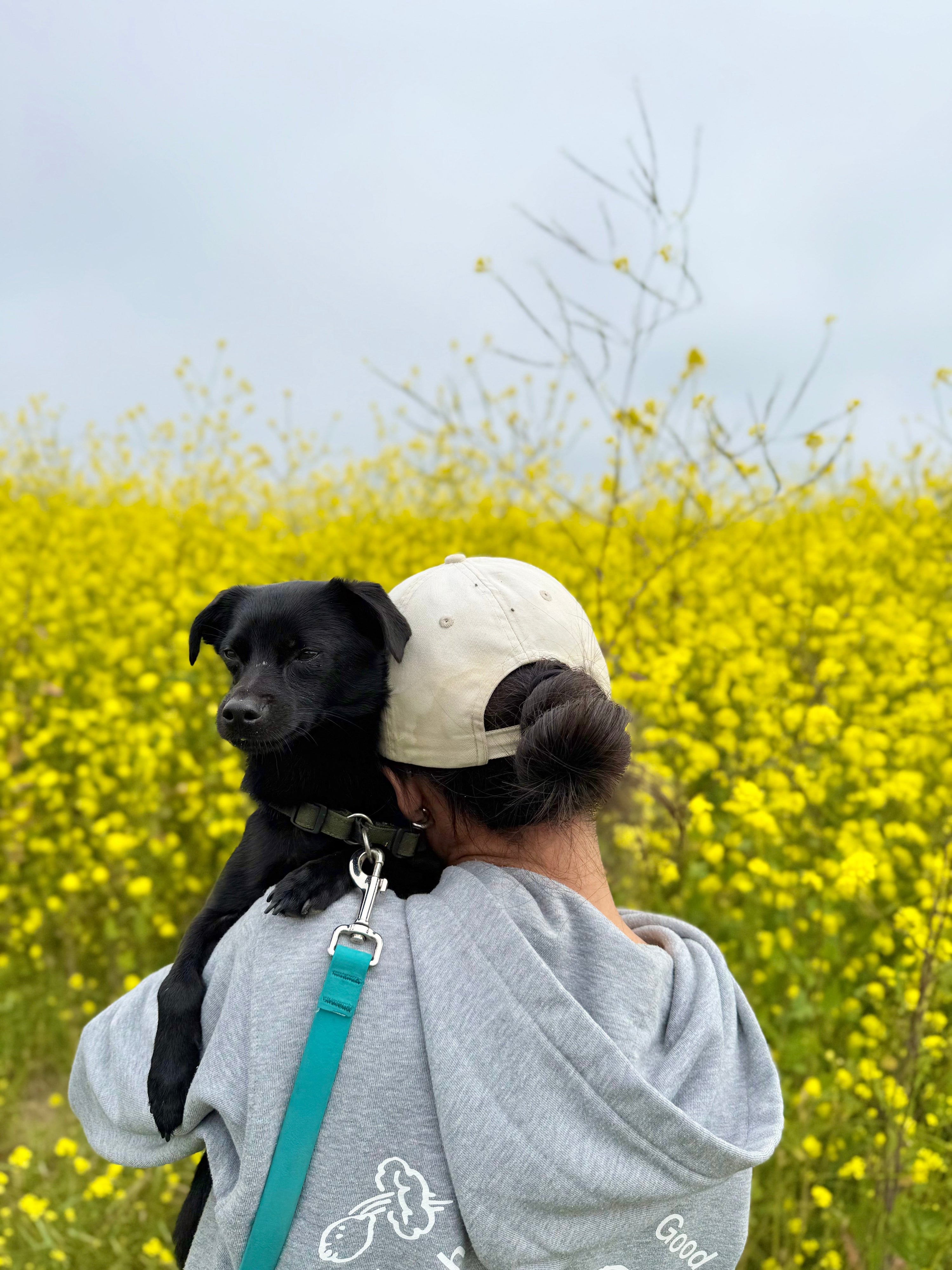 staying grounded with dogs and routine