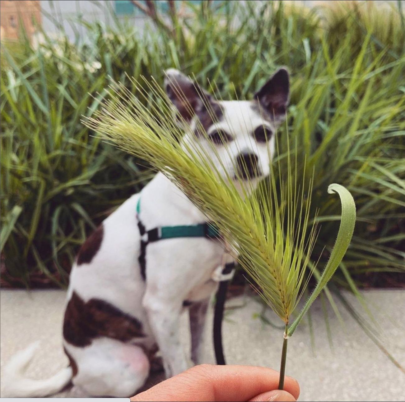 5 Things That No One Ever Told You About Being A Dog Parent