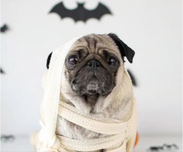 8 Pawsome DIY Dog Halloween Costumes