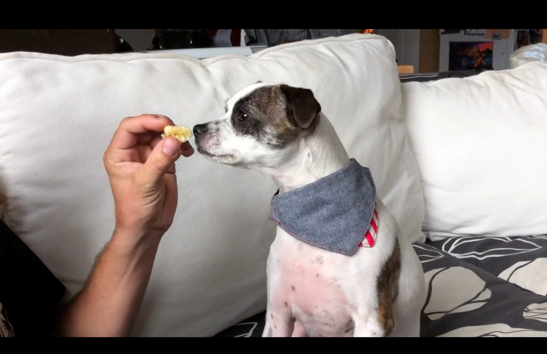 Video - Shelby ♥ Banana