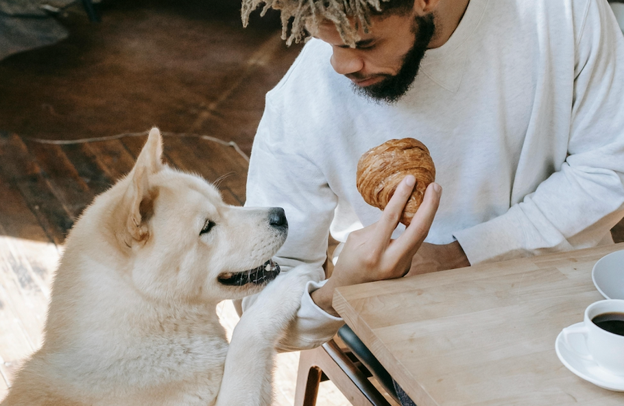 Wildebeest's Guide To Holiday Food Safety For Pets