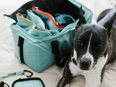 Pack Your Own Pet Emergency Go Bags (2024)