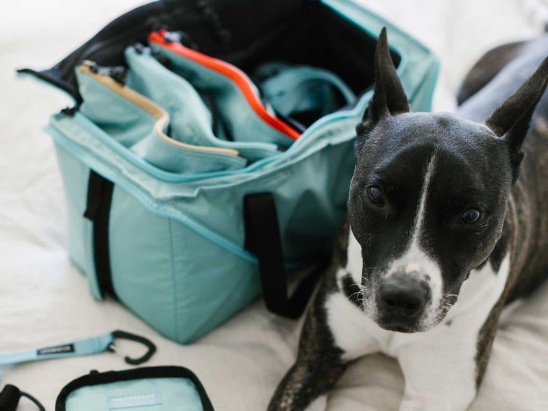 Wildebeest's Guide to Packing Your Own Pet Emergency Go Bags (2024)
