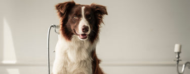 5 Dog Hygiene Tips for Healthier Living