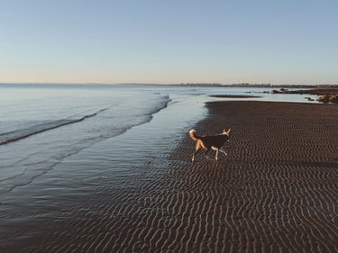 Wildebeest's Guide to Being an Earth-Friendly Pet Parent