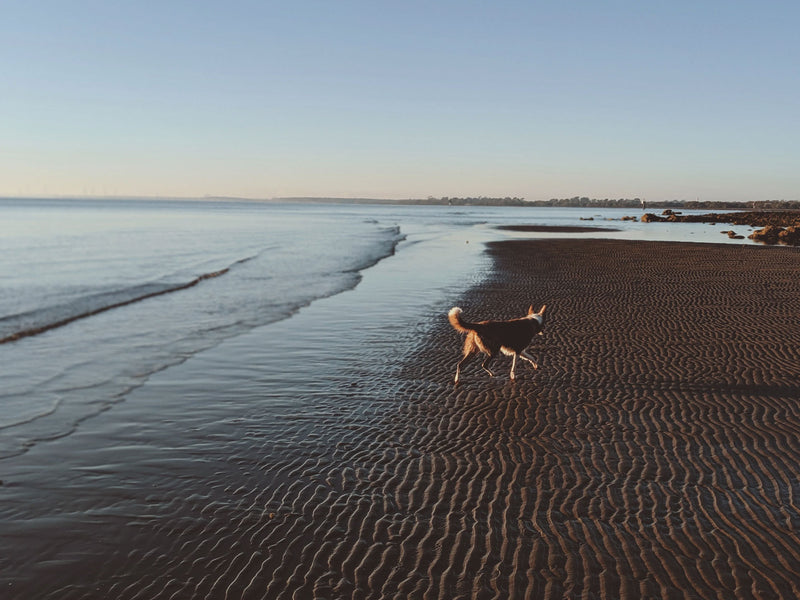 Wildebeest's Guide to Being an Earth-Friendly Pet Parent