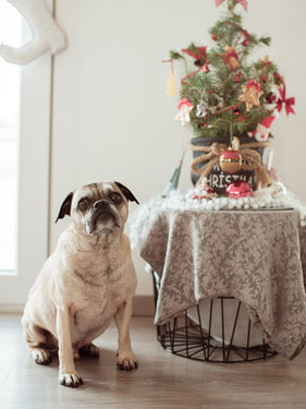 Preparing for the Holiday Season with your Dog