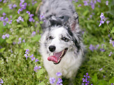 Wildebeest's Guide to Surviving the Allergy Season - Dog Edition