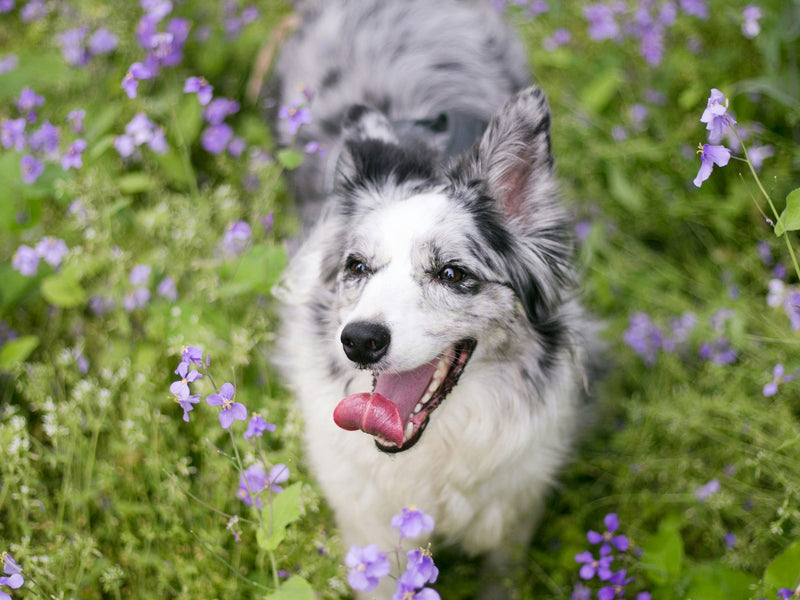 Wildebeest's Guide to Surviving the Allergy Season - Dog Edition