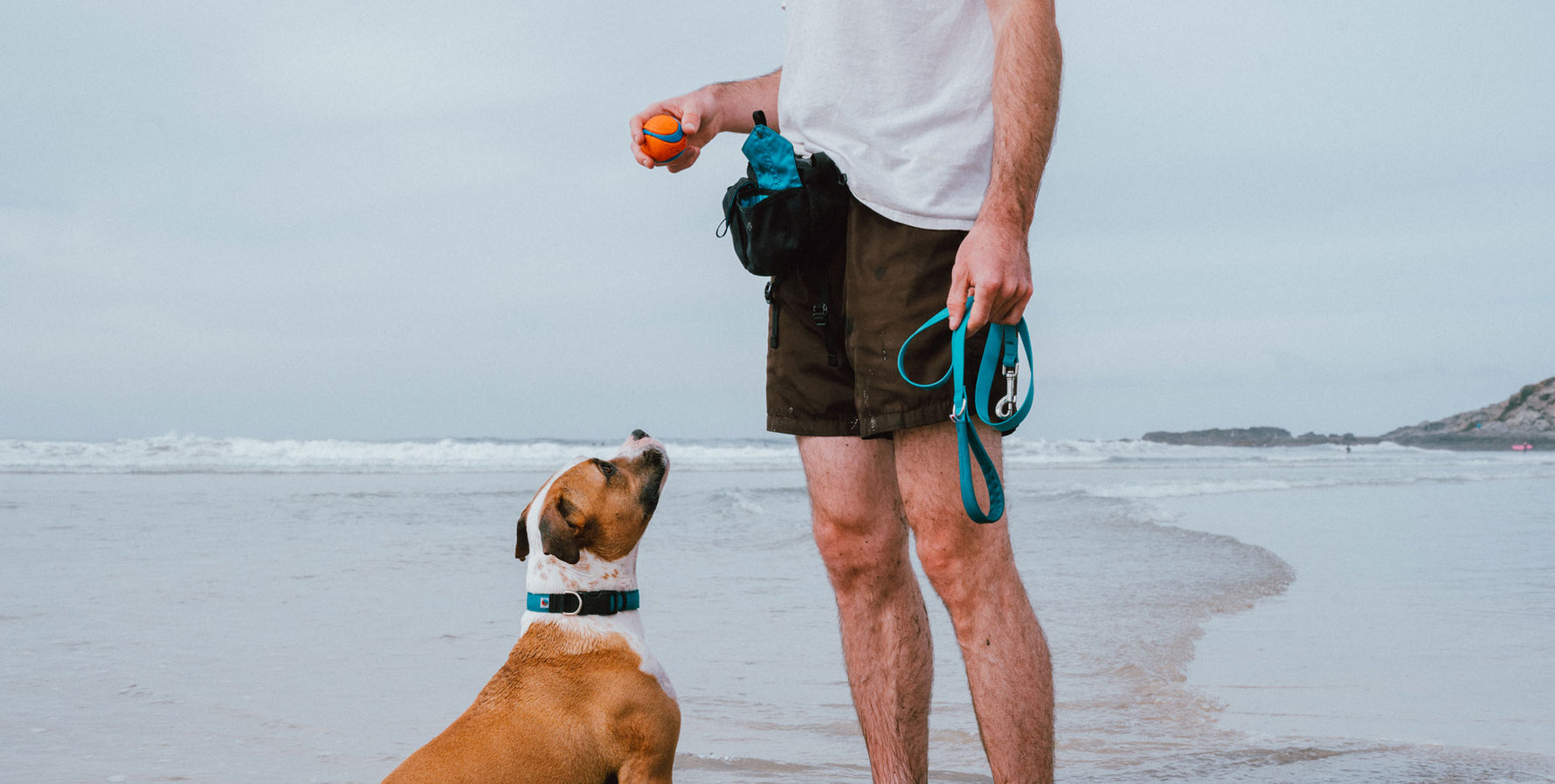 Wildebeest's Guide To Successful Dog Training