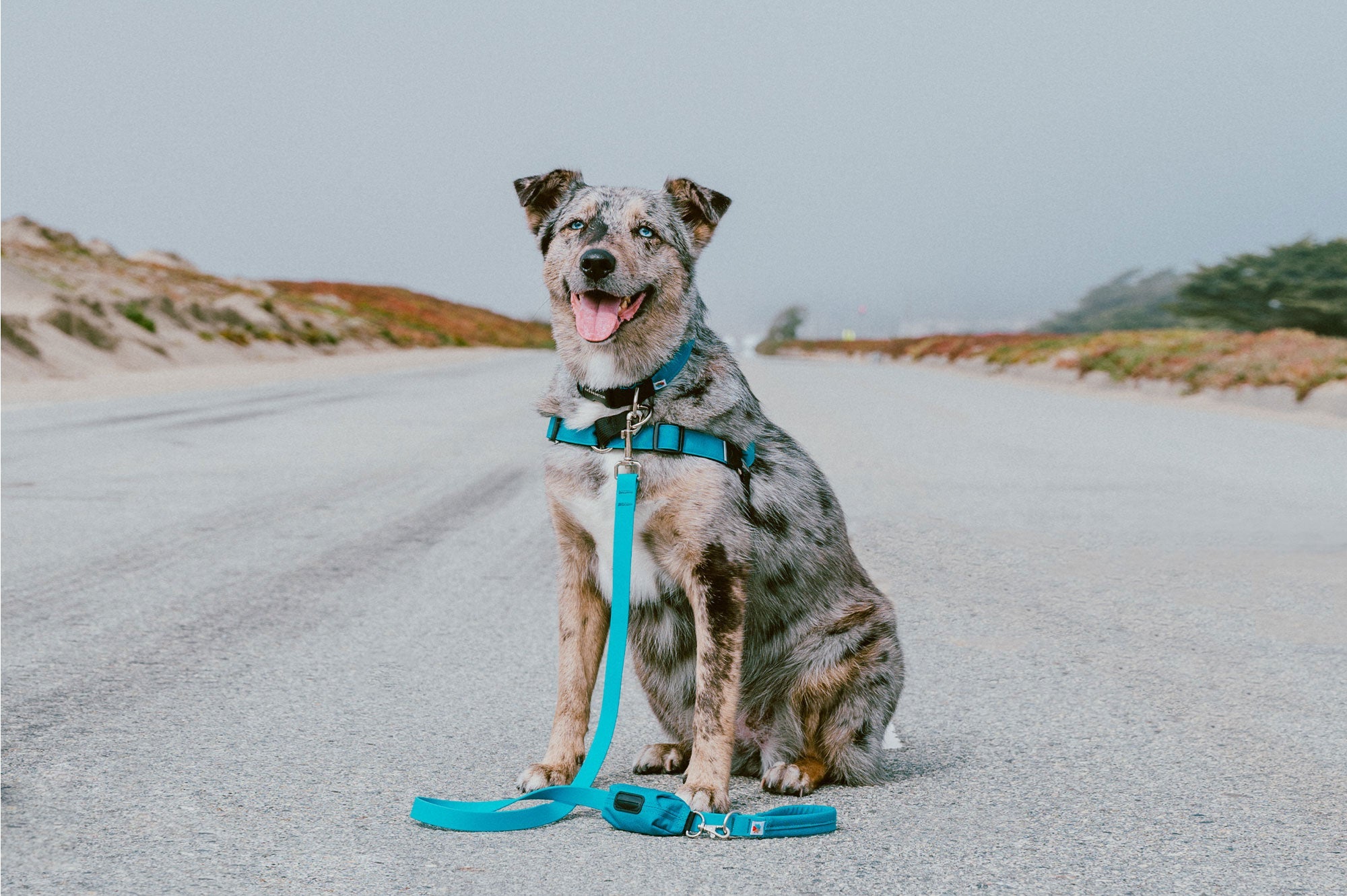 Dog Friendly Activities Los Angeles: Explore & Enjoy Together