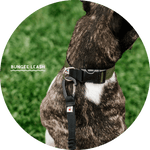 Ashbury Hands-Free Leash System/Color-Black