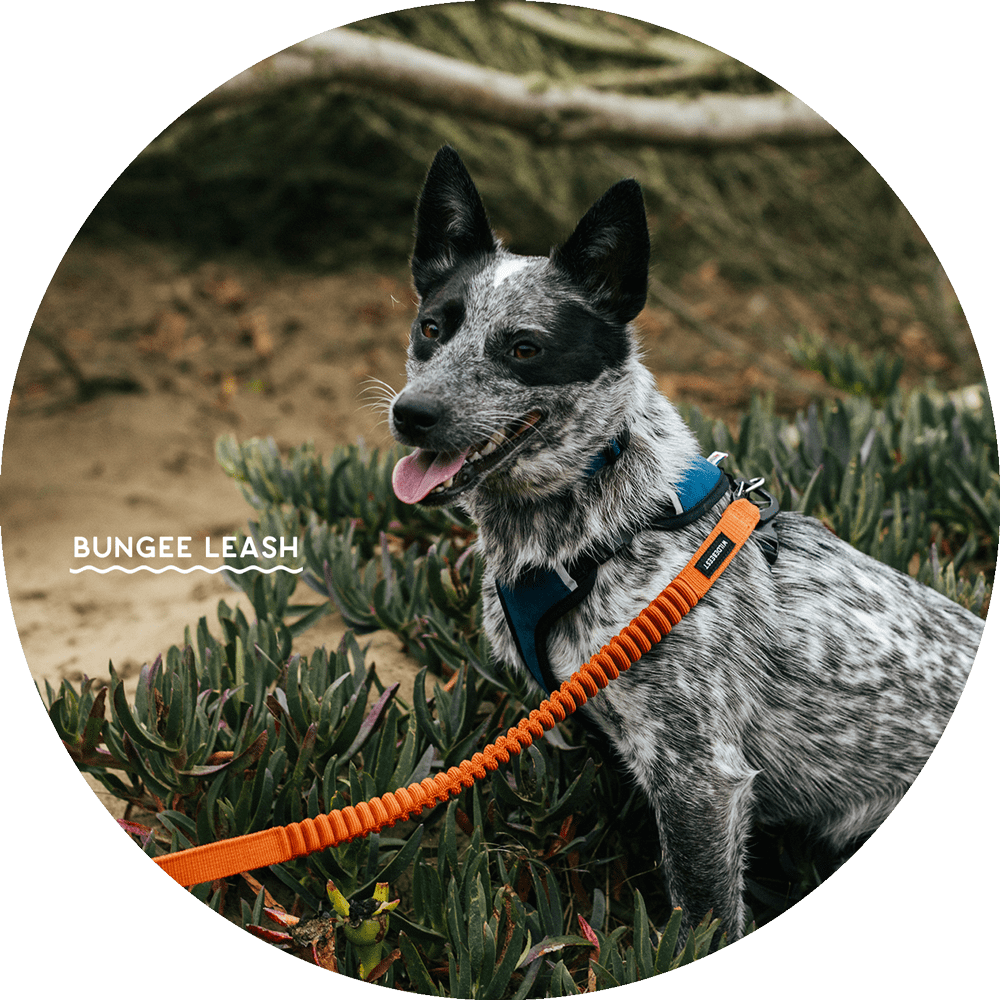 Ashbury Hands-Free Dog Leash – Wildebeest