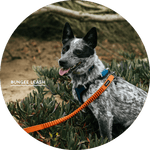 Ashbury Hands-Free Leash System/Color-Burnt Orange