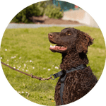 Valencia No Pull Dog Harness/Color-Black