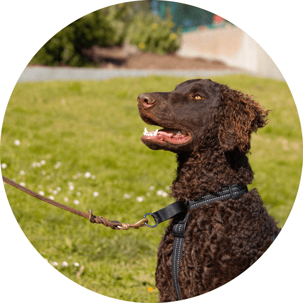 Valencia No Pull Dog Harness/Color-Black
