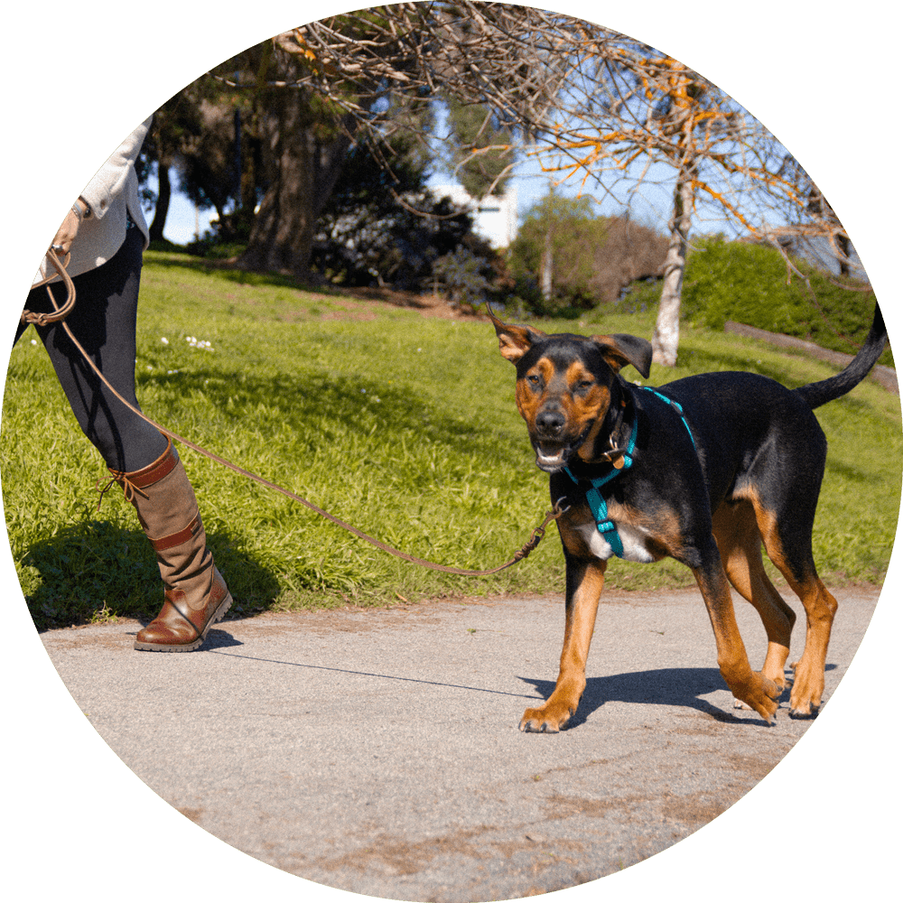 Valencia No Pull Dog Harness/Color-Turquoise