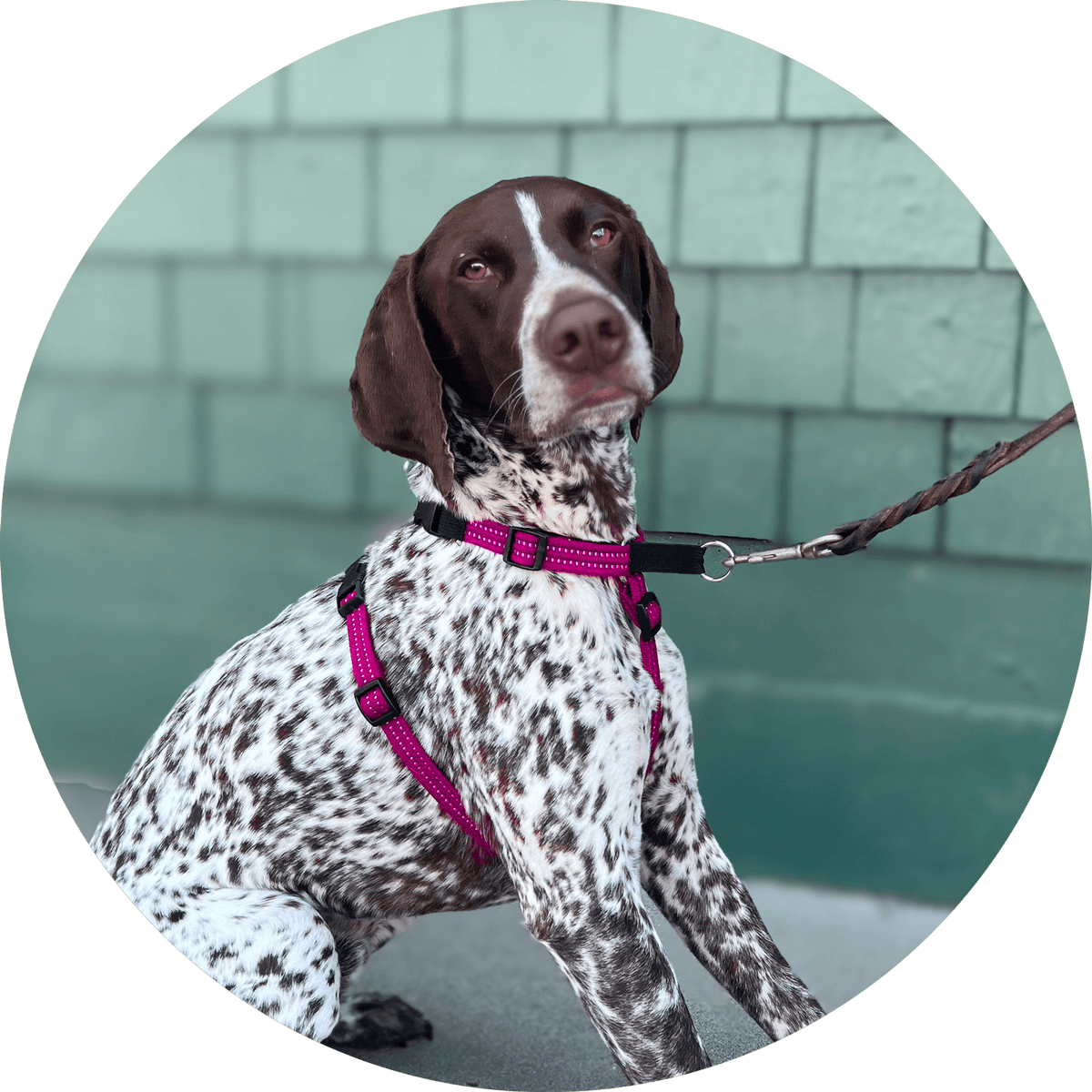 Valencia No Pull Dog Harness/Color-Fuchsia
