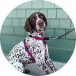 Valencia No Pull Dog Harness/Color-Fuchsia