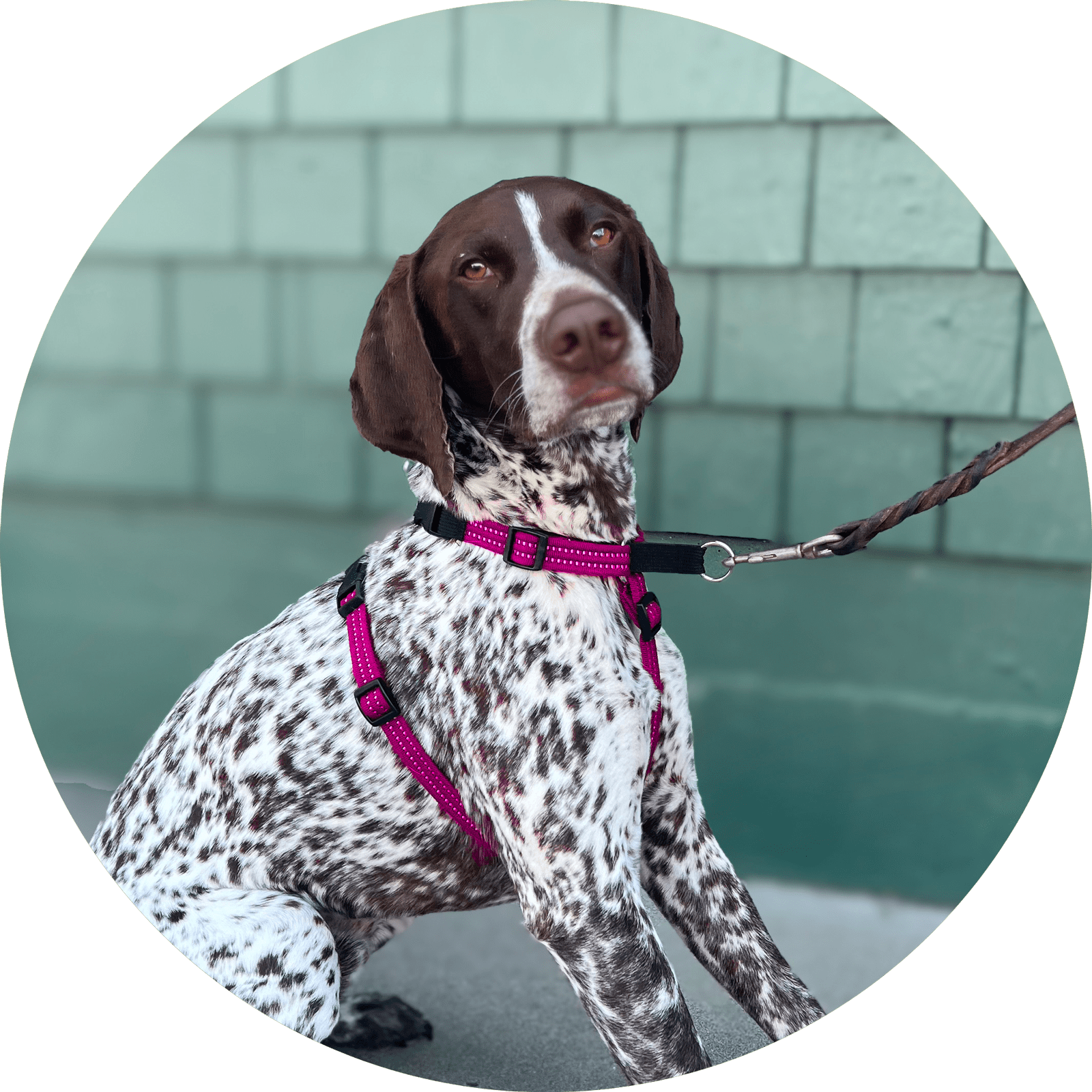 Valencia No Pull Dog Harness/Color-Fuchsia