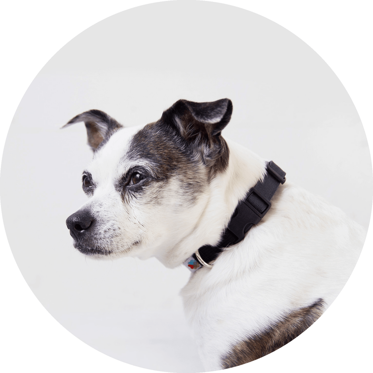 Funston Dog Collar/Color-Black