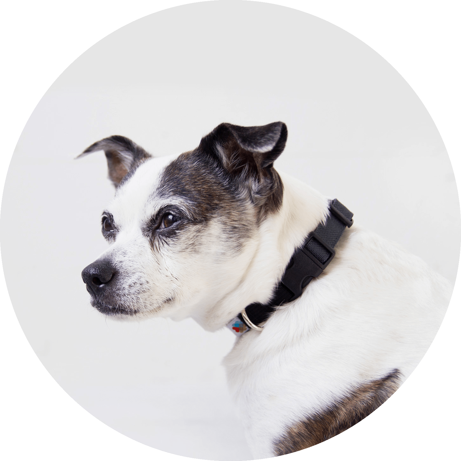 Funston Dog Collar/Color-Black