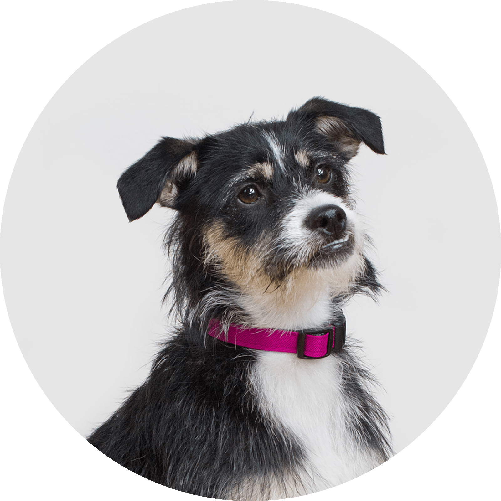 Funston Dog Collar/Color-Fuchsia