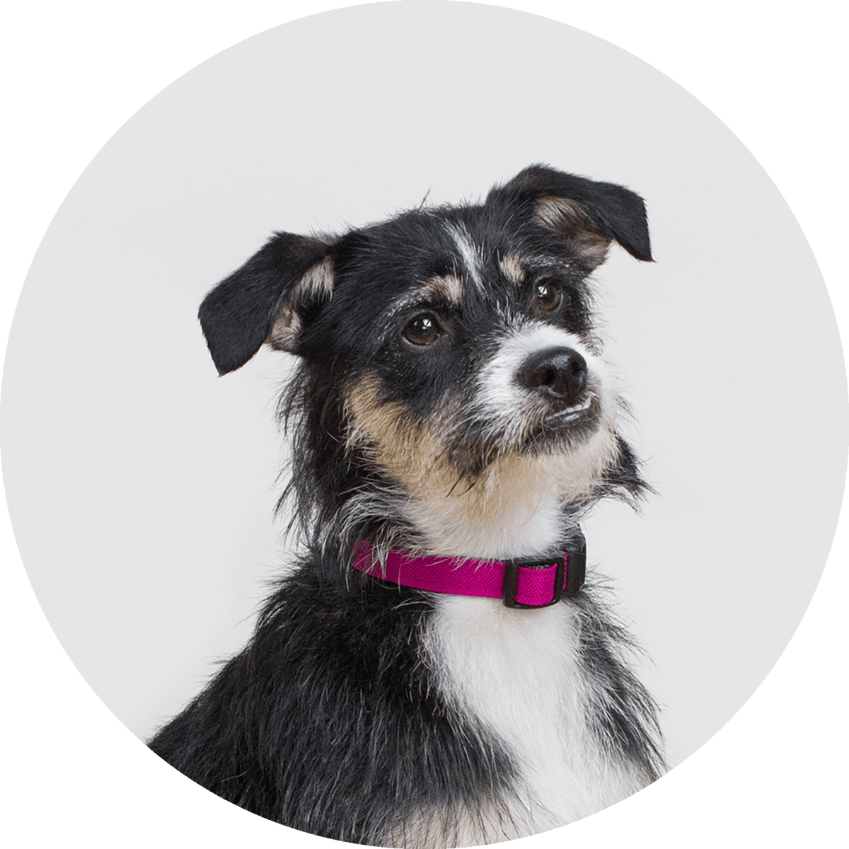 Funston Dog Collar/Color-Fuchsia