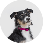Funston Dog Collar/Color-Fuchsia