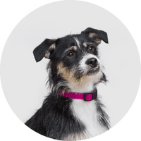 Funston Dog Collar