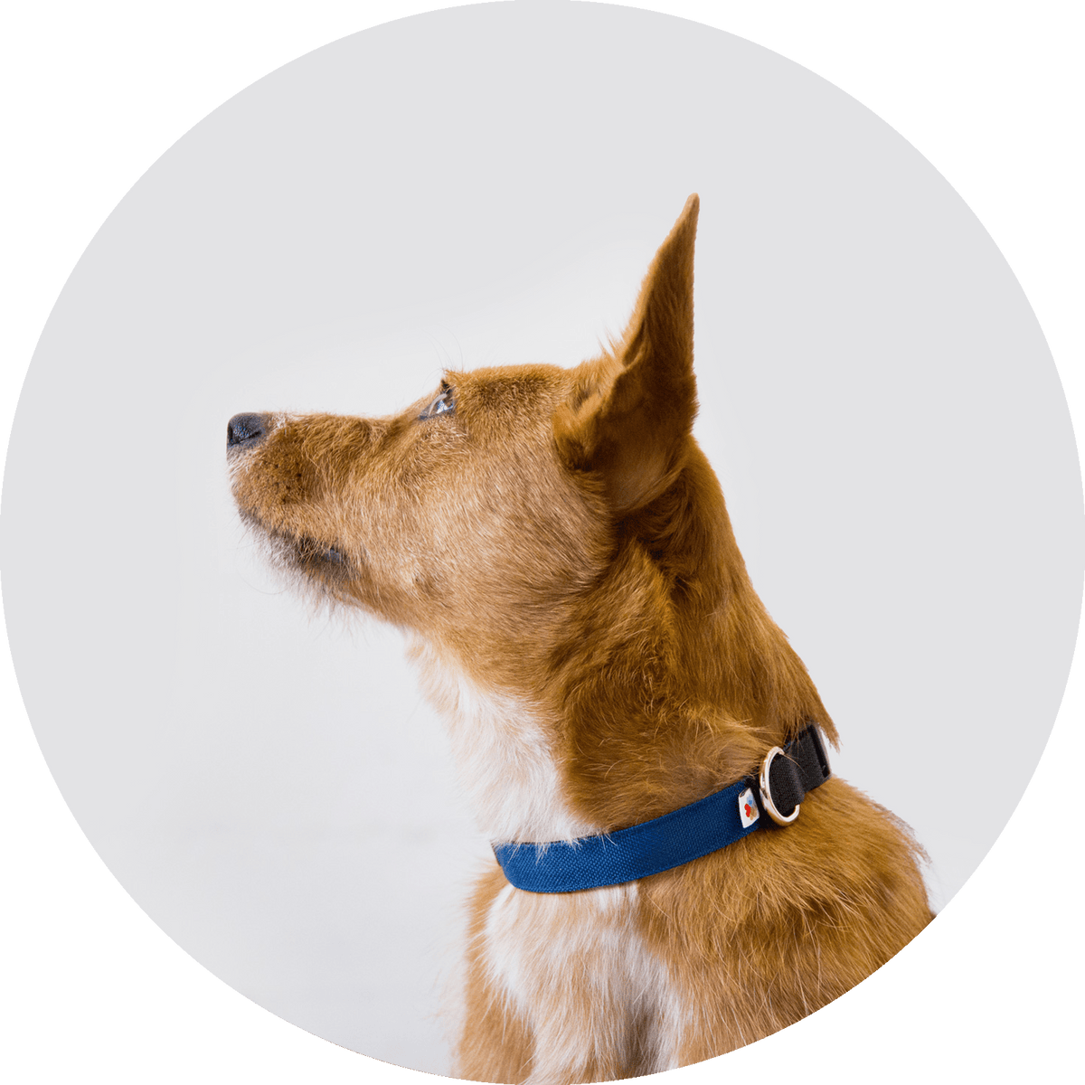 Funston Dog Collar/Color-Navy