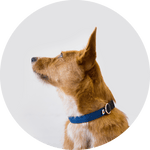 Funston Dog Collar/Color-Navy