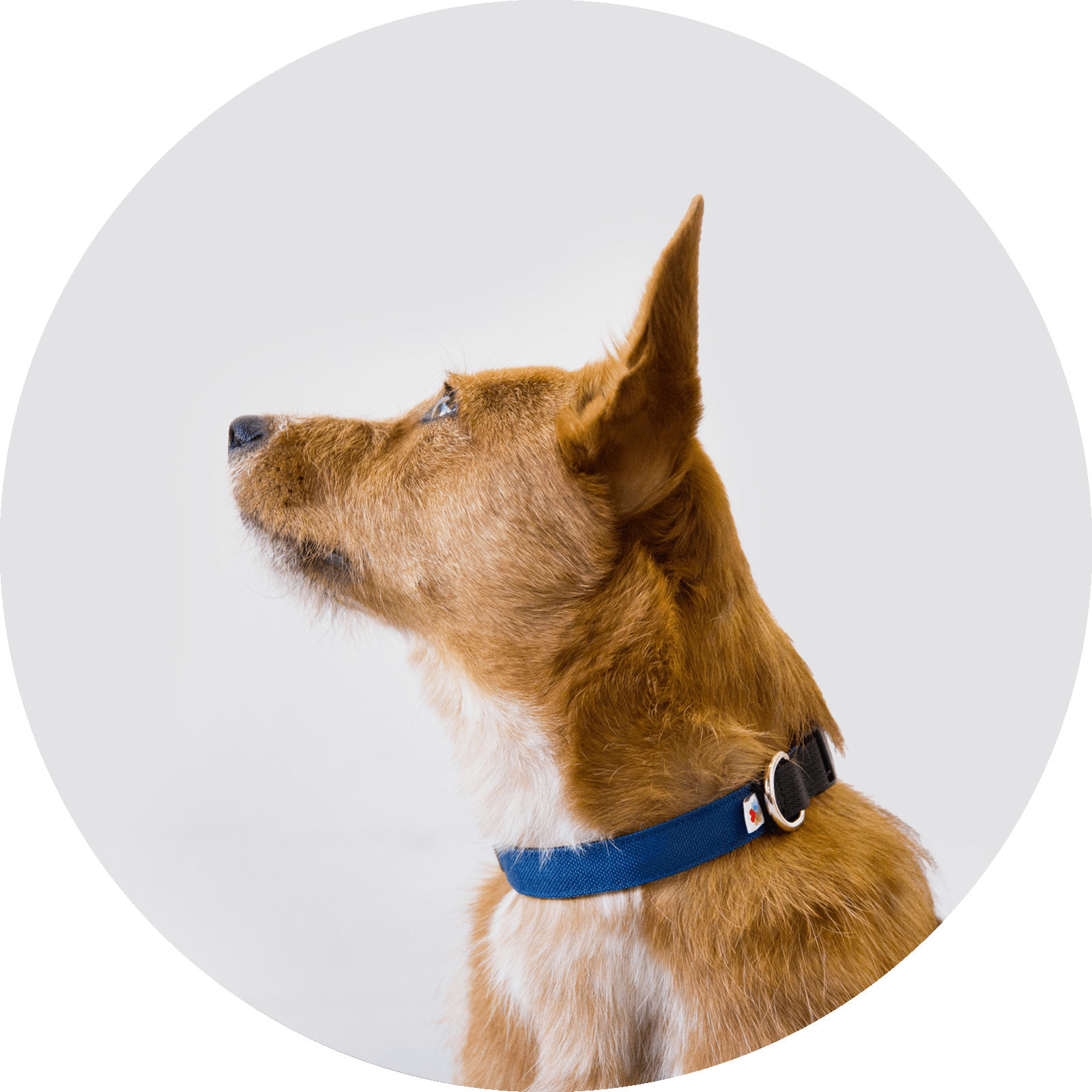 Funston Dog Collar/Color-Navy