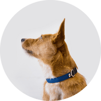 Funston Dog Collar