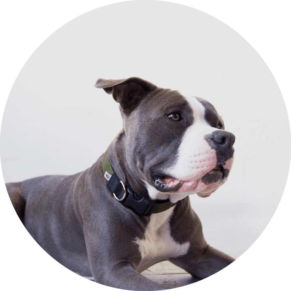 Funston Dog Collar/Color-Olive